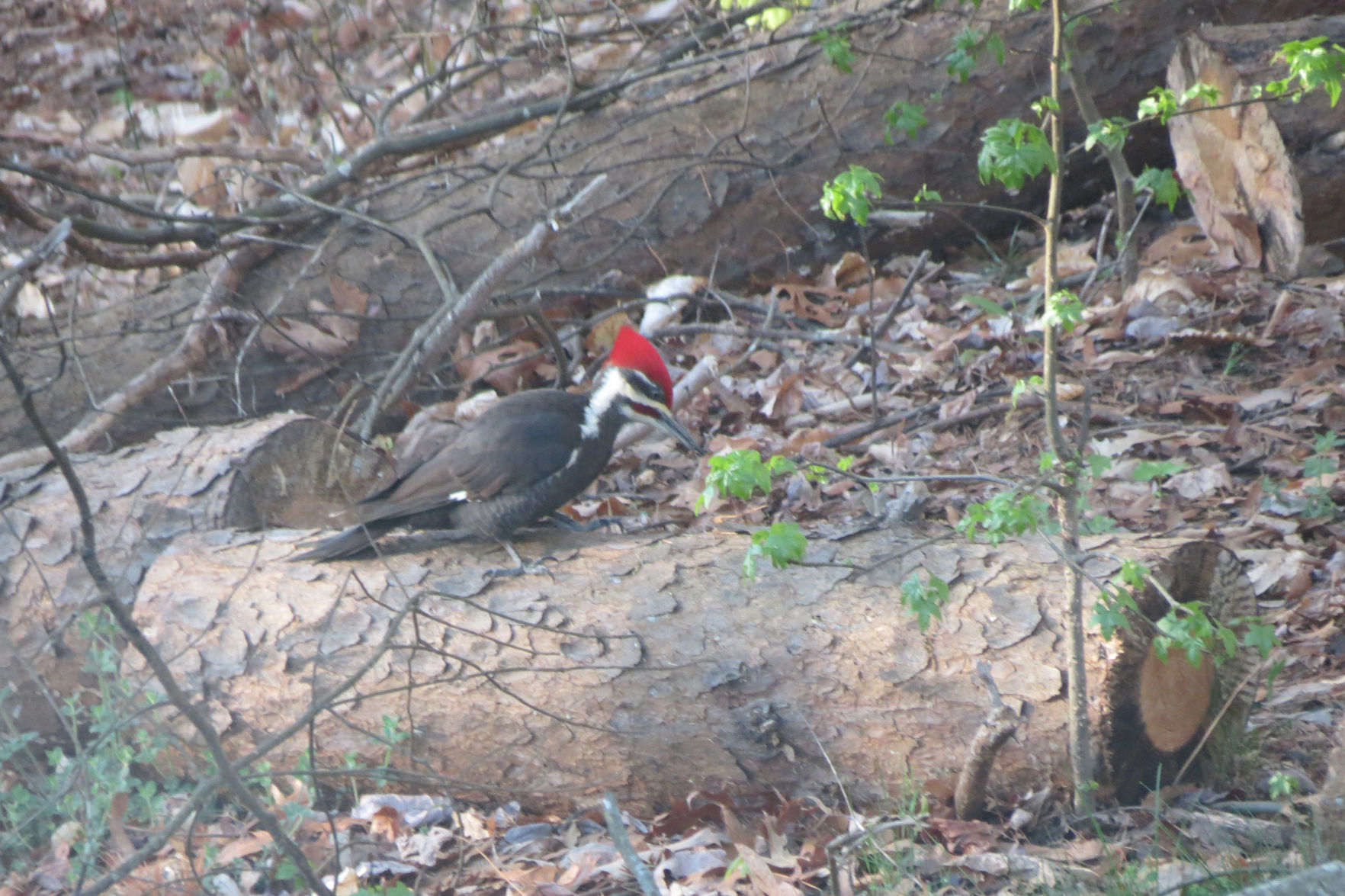 Woodpecker